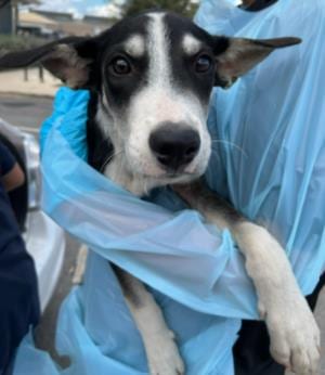 Photo of Orion, adoptable dog in San Antonio, Texas