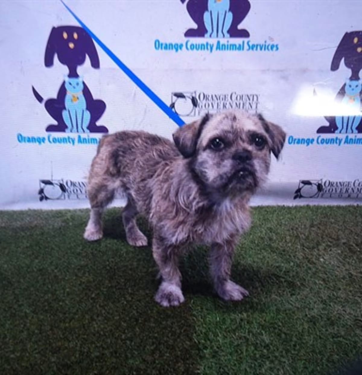 Photo of A605914, adoptable Border Terrier in Orlando, Florida
