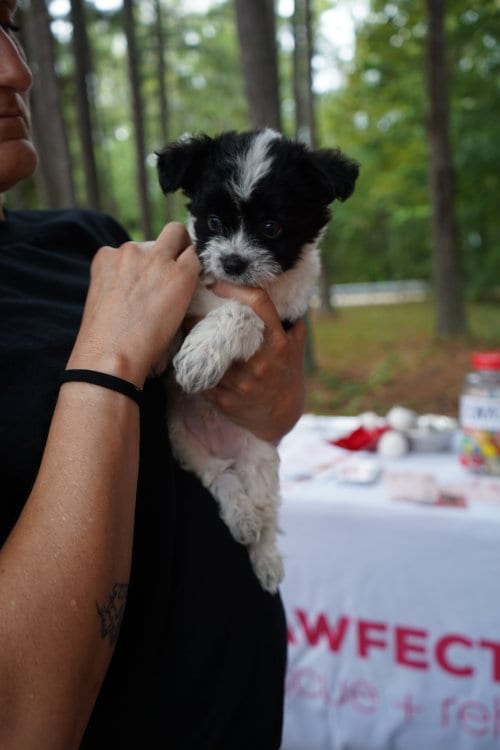 Photo of Otis, adoptable Chihuahua in Holly Springs, North Carolina