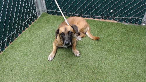 Photo of Manotas, adoptable Chihuahua in Downey, California