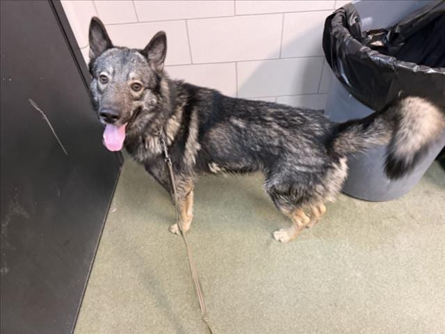 Photo of Bandit, adoptable Mixed Breed in Santa Fe, New Mexico