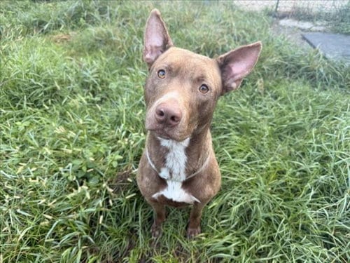Photo of Barney, adoptable Staffordshire Bull Terrier in Houston, Texas
