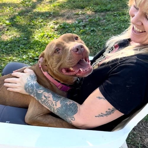 Photo of Harley, adoptable American Pit Bull Terrier in Oakland, California