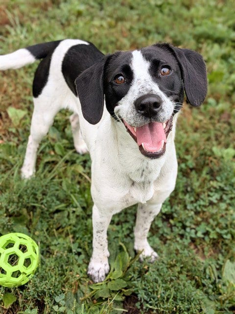 Photo of Piper, adoptable Beagle in St Peters, Missouri