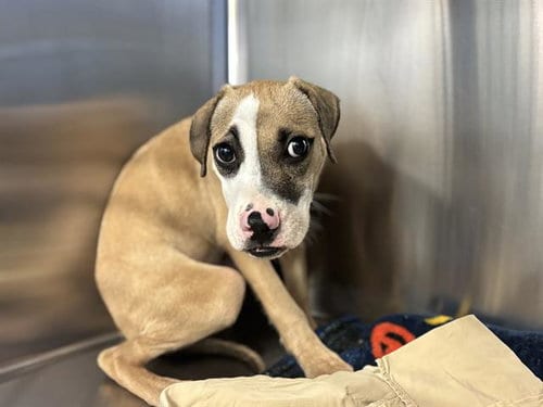 Photo of Sriracha, adoptable American Pit Bull Terrier in Grand Prairie, Texas