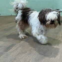 Photo of Happy Chris 7142, adoptable Shih Tzu in Loxahatchee, Florida