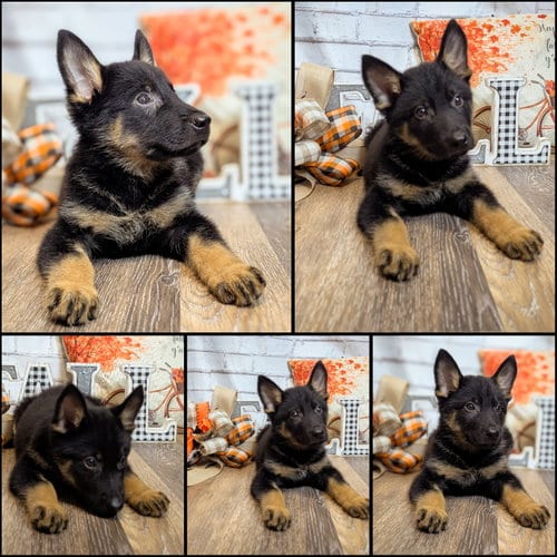 Photo of Preston, adoptable German Shepherd Dog in The Woodlands, Texas