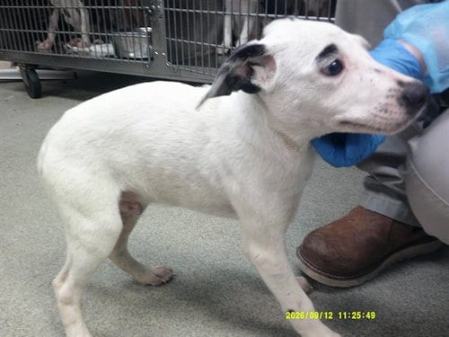 Photo of A480655, adoptable Staffordshire Bull Terrier in Oklahoma City, Oklahoma