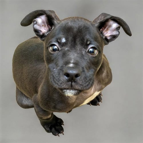 Photo of Thunderbird, adoptable Pit Bull Terrier in St Louis, Missouri