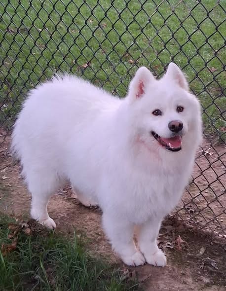 Photo of Kai, adoptable Samoyed in Northfield, Ohio