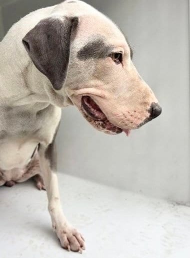 Photo of A662885, adoptable Pit Bull Terrier in Houston, Texas