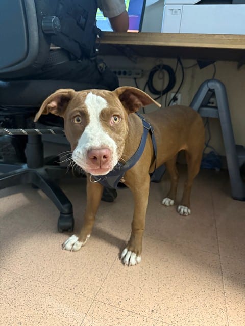 Photo of Chrissy, adoptable Pit Bull Terrier in San José, California