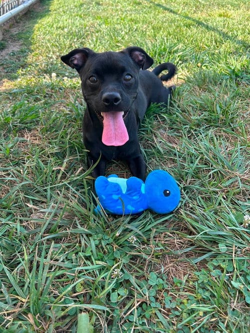 Photo of Midnight, adoptable Pug in Steeleville, Illinois