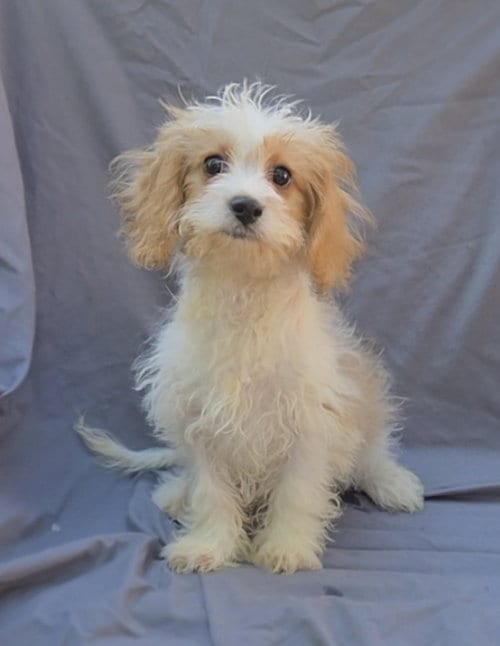 Photo of Cavapoo, adoptable Cavalier King Charles Spaniel in Woodsfield, Ohio