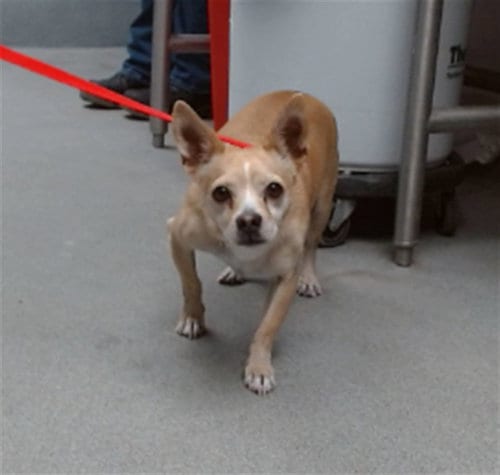 Photo of Kobe, adoptable Chihuahua in Albuquerque, New Mexico