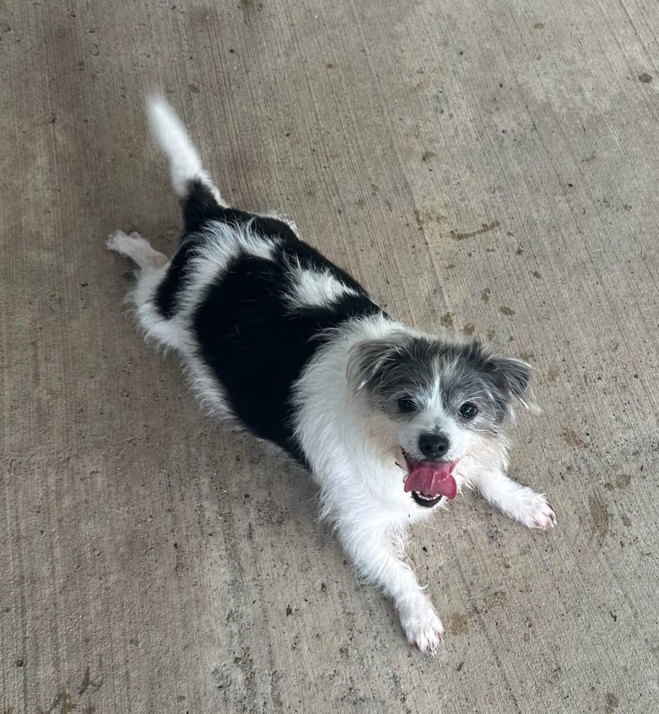 Photo of Gordita, adoptable Shih Tzu in Oak Bluffs, Massachusetts