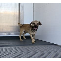 Photo of Olive, adoptable Chihuahua in San Bernardino, California