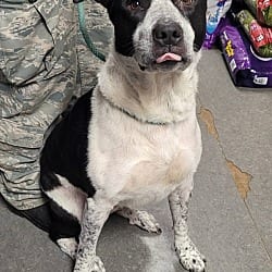 Photo of Prudence, adoptable Border Collie Labrador Retriever in Richmond, Indiana