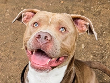 Photo of Baron, adoptable dog in Georgetown, Texas