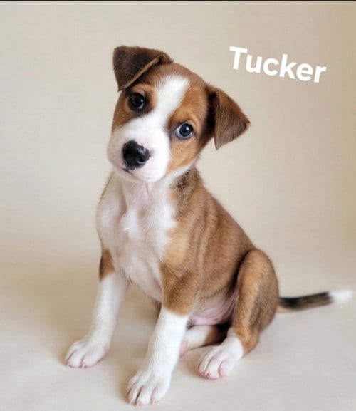 Photo of Tucker, adoptable Labrador Retriever in Newark, Delaware