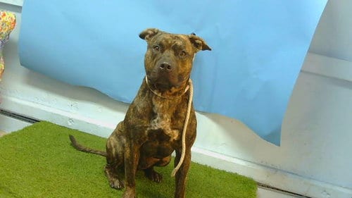 Photo of Man, adoptable Staffordshire Bull Terrier in Gardena, California