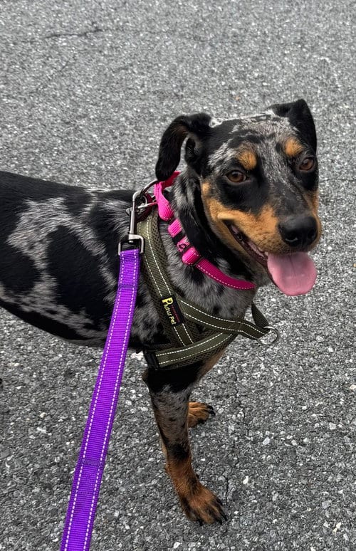 Photo of Spice, adoptable Catahoula Leopard Dog in Greenbelt, Maryland