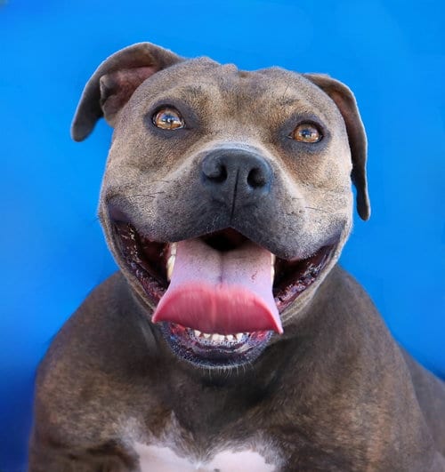 Photo of Dandelion, adoptable Pit Bull Terrier in Pasadena, California