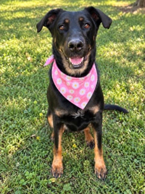 Photo of Roxie, adoptable Doberman Pinscher in Clinton Township, Michigan