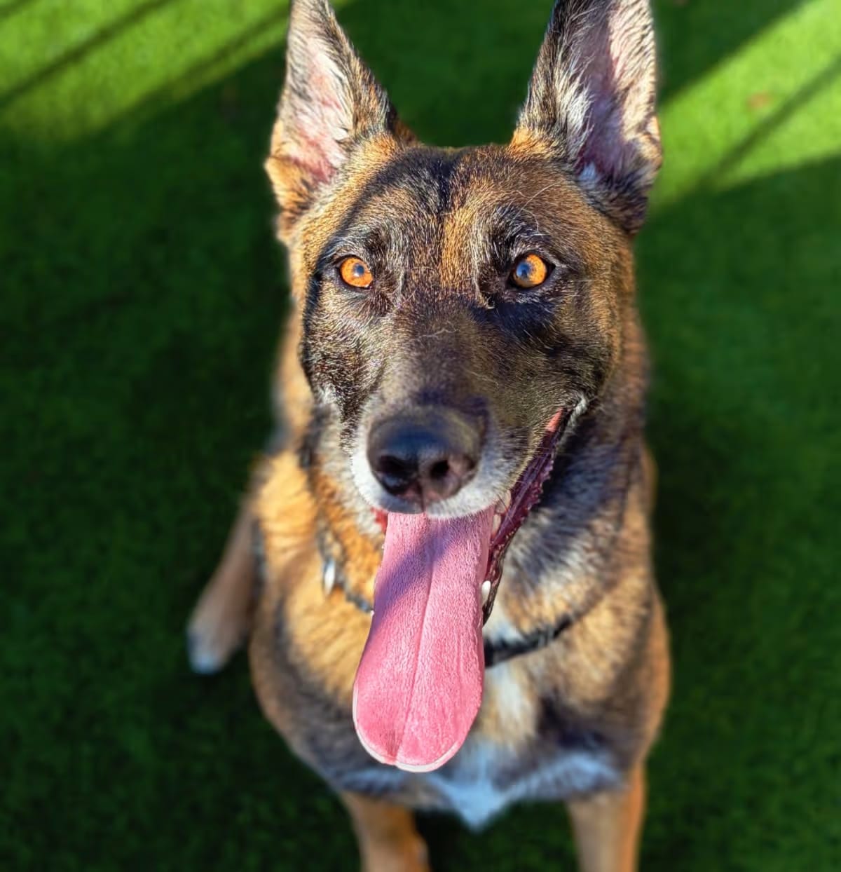 Photo of Sayde 22223, adoptable Belgian Malinois/Belgian Malinois in Cumming, Georgia