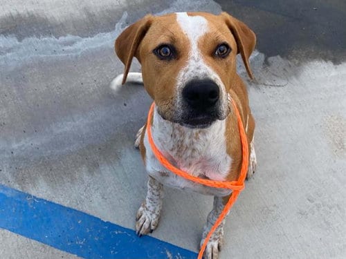 Photo of Ryker, adoptable Australian Cattle Dog/Blue Heeler in Orange, California