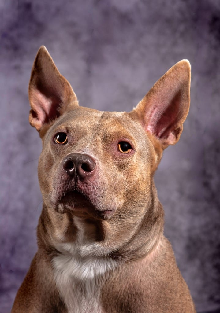 Photo of Morgan Wallen, adoptable Mixed Breed in Ocala, Florida