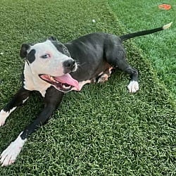 Photo of Cheeto, adoptable American Bulldog Labrador Retriever in Washington, Georgia