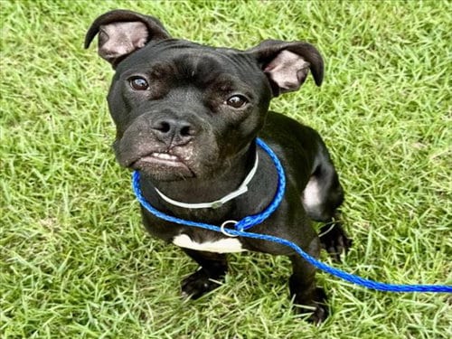 Photo of Wrigley, adoptable Boxer in Houston, Texas