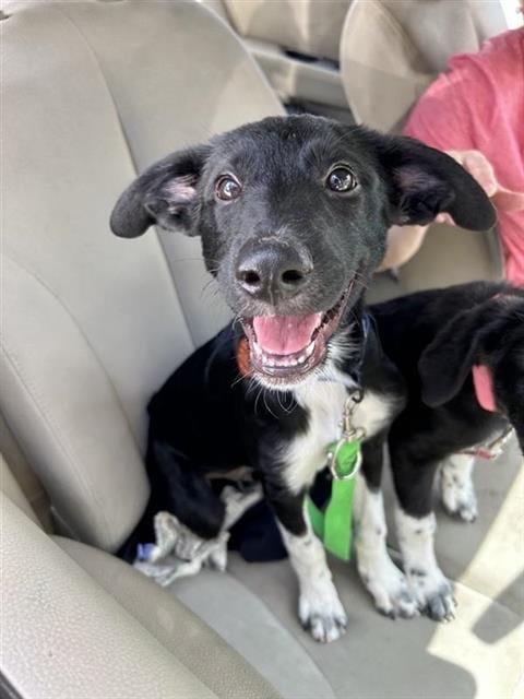 Photo of Terantino, adoptable Labrador Retriever in San Antonio, Texas