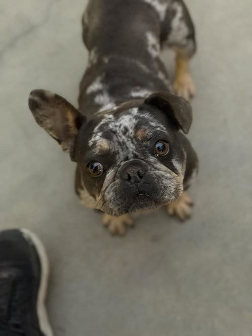 Photo of Ida, adoptable French Bulldog in Santa Maria, California