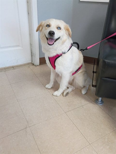 Photo of Elphie, adoptable Great Pyrenees in Killeen, Texas