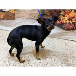 Photo of Vienna, adoptable Chihuahua Miniature Pinscher in Doral, Florida