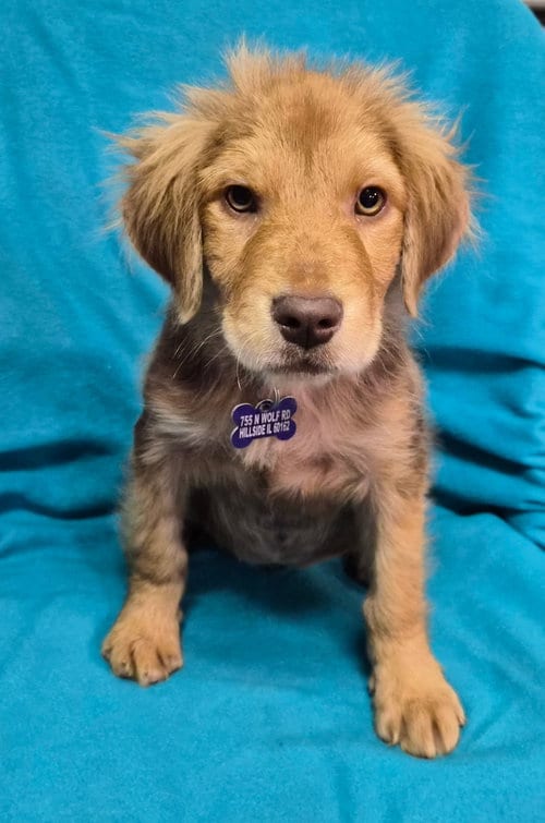Photo of Miss Chestnut, adoptable Collie in Hillside, Illinois