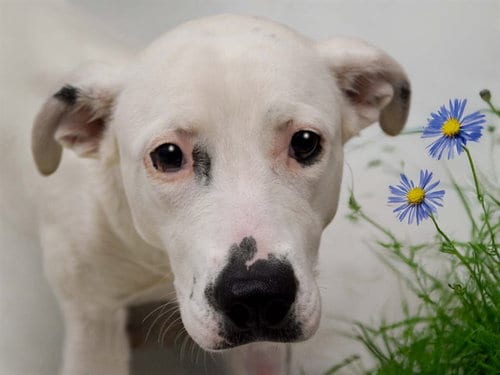 Photo of Sigourney, adoptable Pit Bull Terrier in Denver, Colorado