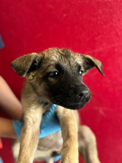 Photo of A256323, adoptable Belgian Shepherd Malinois in Visalia, California