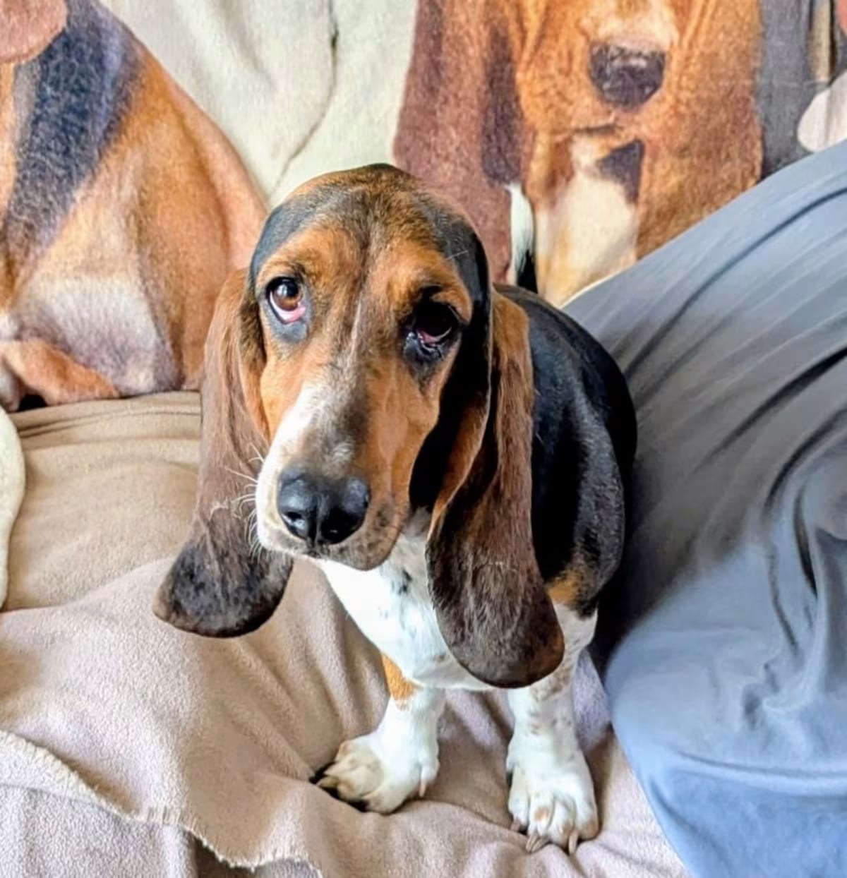 Photo of Lucy, adoptable Basset Hound in Auburndale, Florida