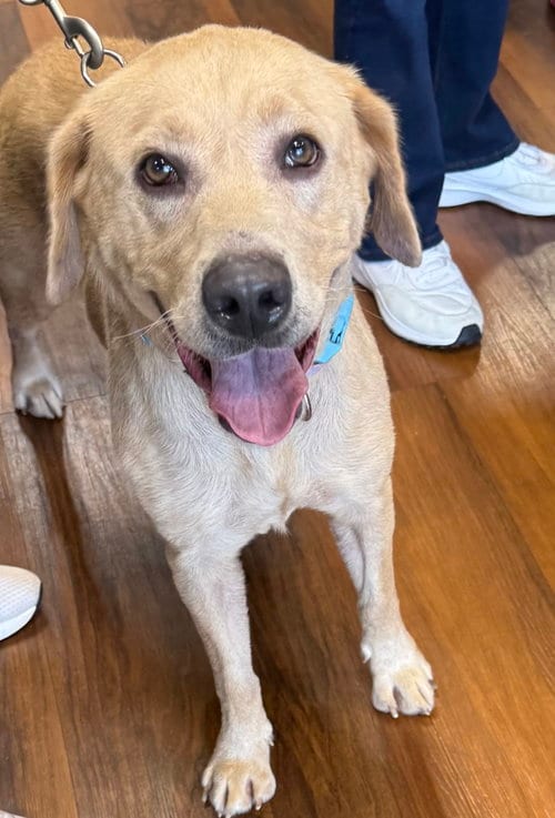 Photo of Magnolia, adoptable Labrador Retriever in Walnutport, Pennsylvania