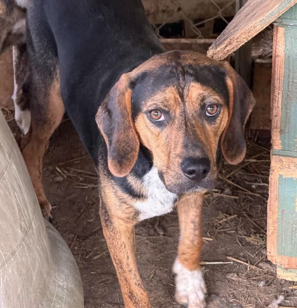 Photo of Twix, adoptable Beagle/Plott Hound in Frederick, Maryland