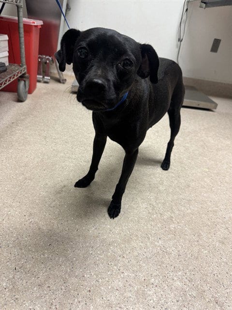 Photo of Waffle, adoptable Chihuahua in Bakersfield, California
