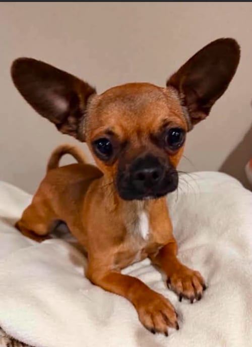 Photo of Bibi in TX, adoptable Chihuahua in Cranston, Rhode Island