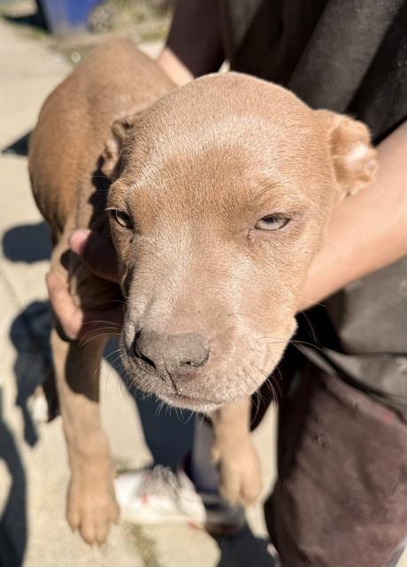 Photo of A831214, adoptable American Staffordshire Terrier in San Antonio, Texas