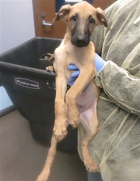 Photo of Cassian, adoptable Belgian Shepherd Malinois in Phoenix, Arizona