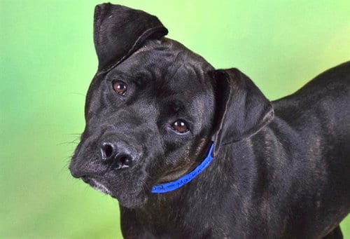 Photo of Mackenzie, adoptable Labrador Retriever in Ft Lauderdale, Florida