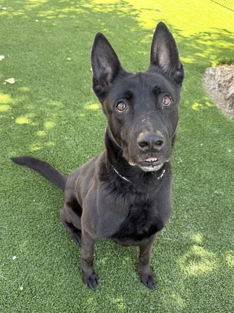 Photo of Gunner Amigo, adoptable Belgian Shepherd Malinois in Castaic, California