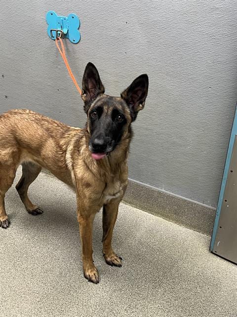 Photo of Bella, adoptable Belgian Shepherd Malinois in Las Vegas, Nevada